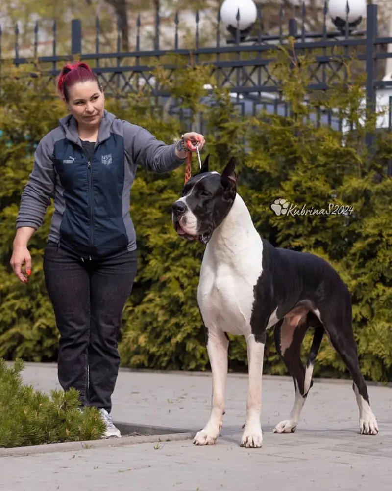 Great Dane Puppies — photo 3
