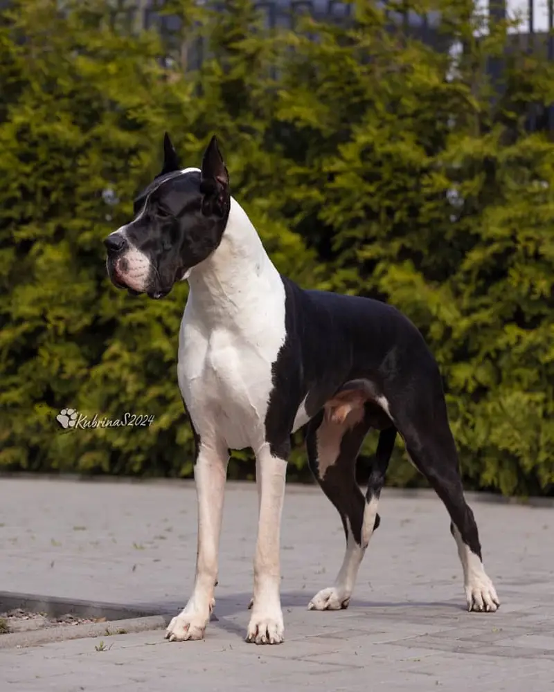 Great Dane Puppies — photo 4