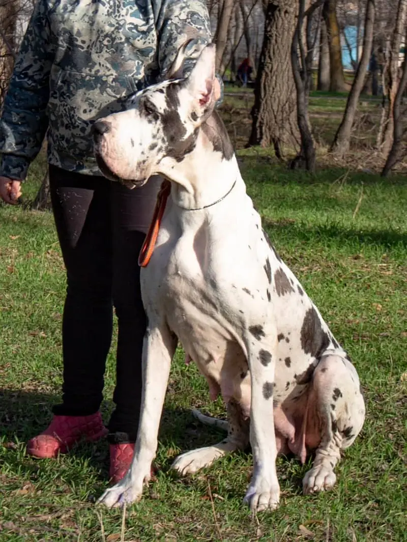 Great Dane Puppies — photo 5