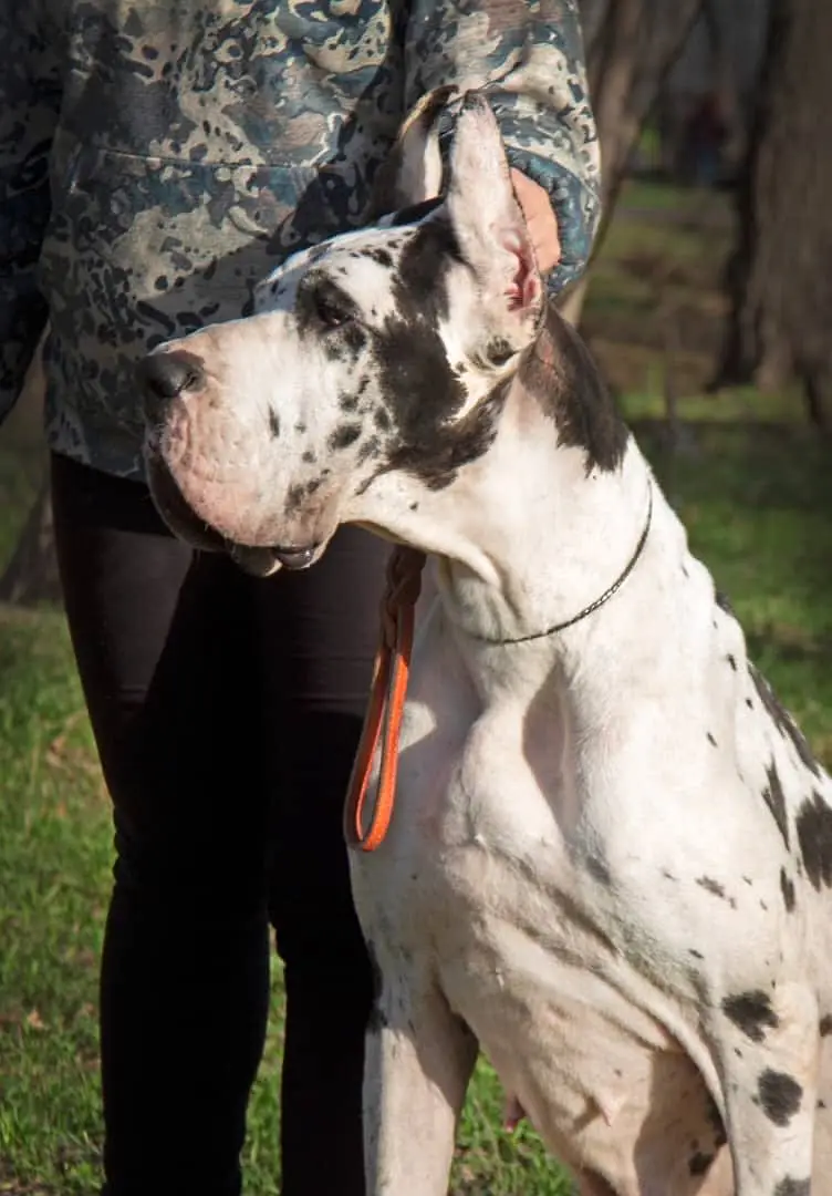Great Dane Puppies — photo 6
