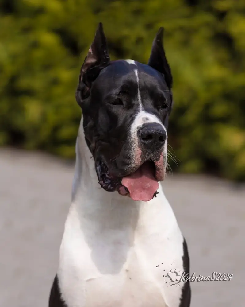 Great Dane Puppies — photo 7