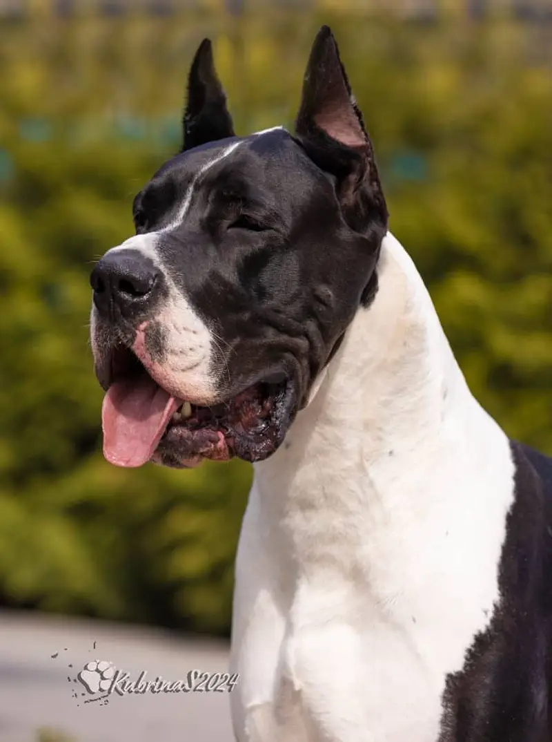 Great Dane Puppies — photo 8