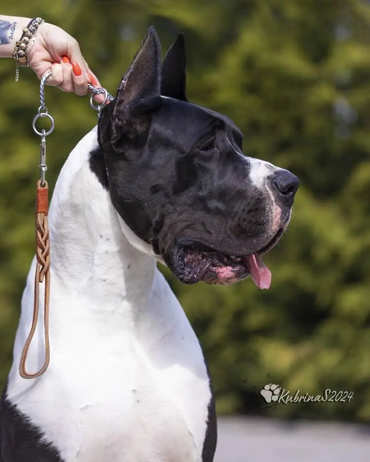 Great Dane Puppies — photo 9