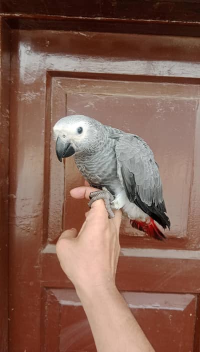 Grey Parrot Self Chick