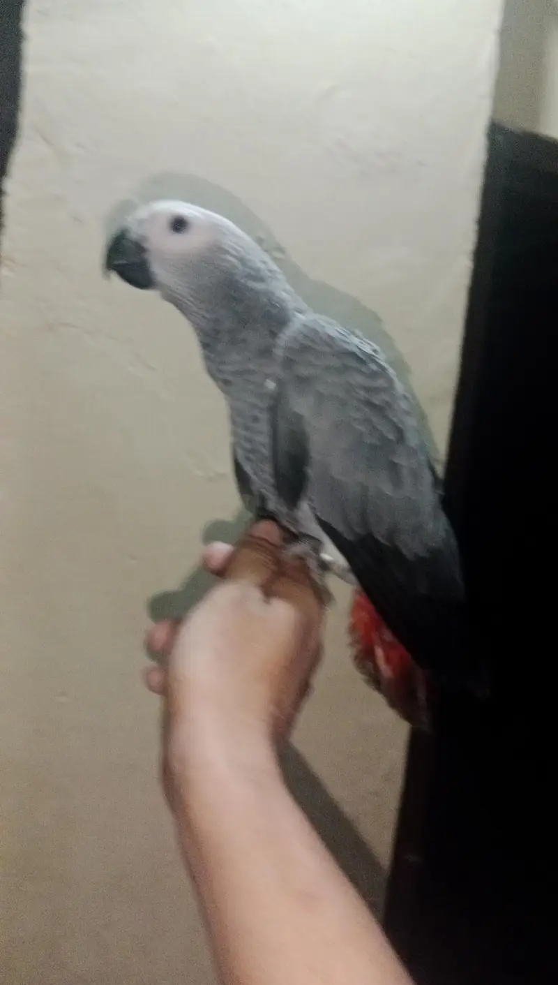 Grey Parrot Self Chick — photo 2