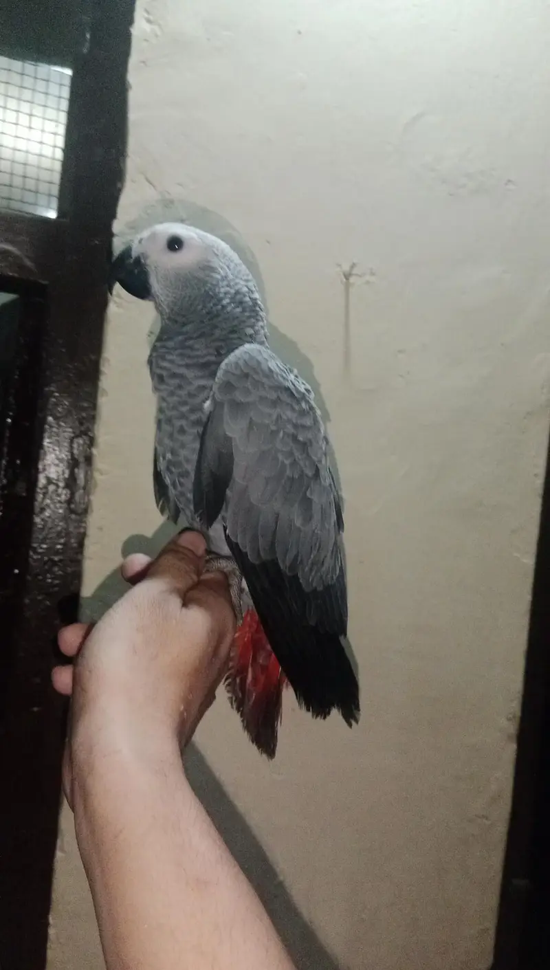 Grey Parrot Self Chick — photo 3