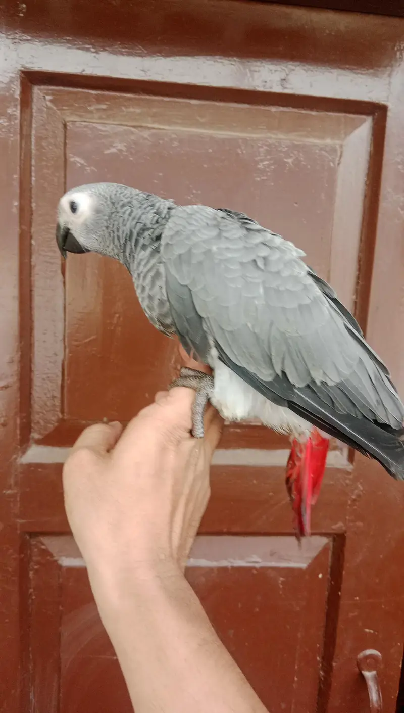Grey Parrot Self Chick — photo 4
