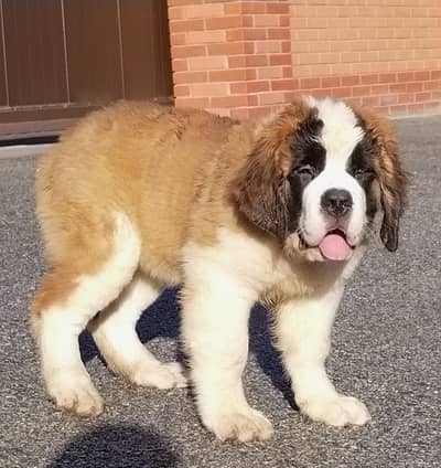 SAINT BERNARD PUPPIES