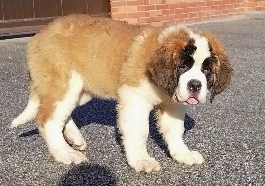SAINT BERNARD PUPPIES — photo 2
