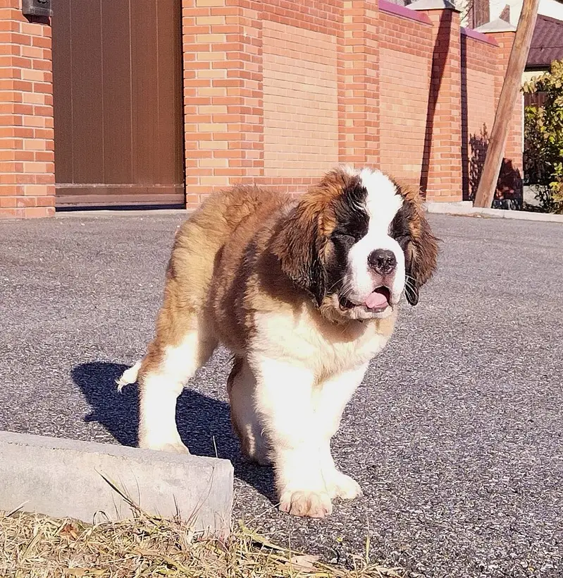SAINT BERNARD PUPPIES — photo 3