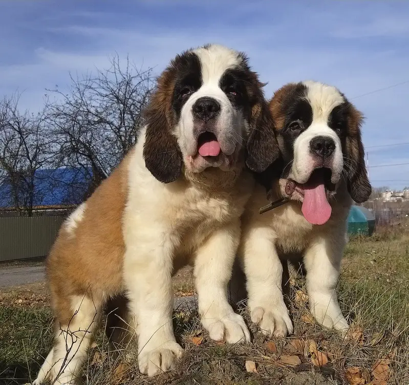 SAINT BERNARD PUPPIES — photo 4