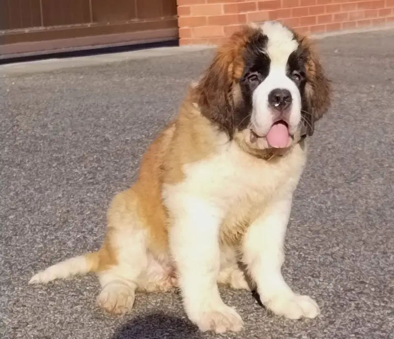 SAINT BERNARD PUPPIES — photo 5