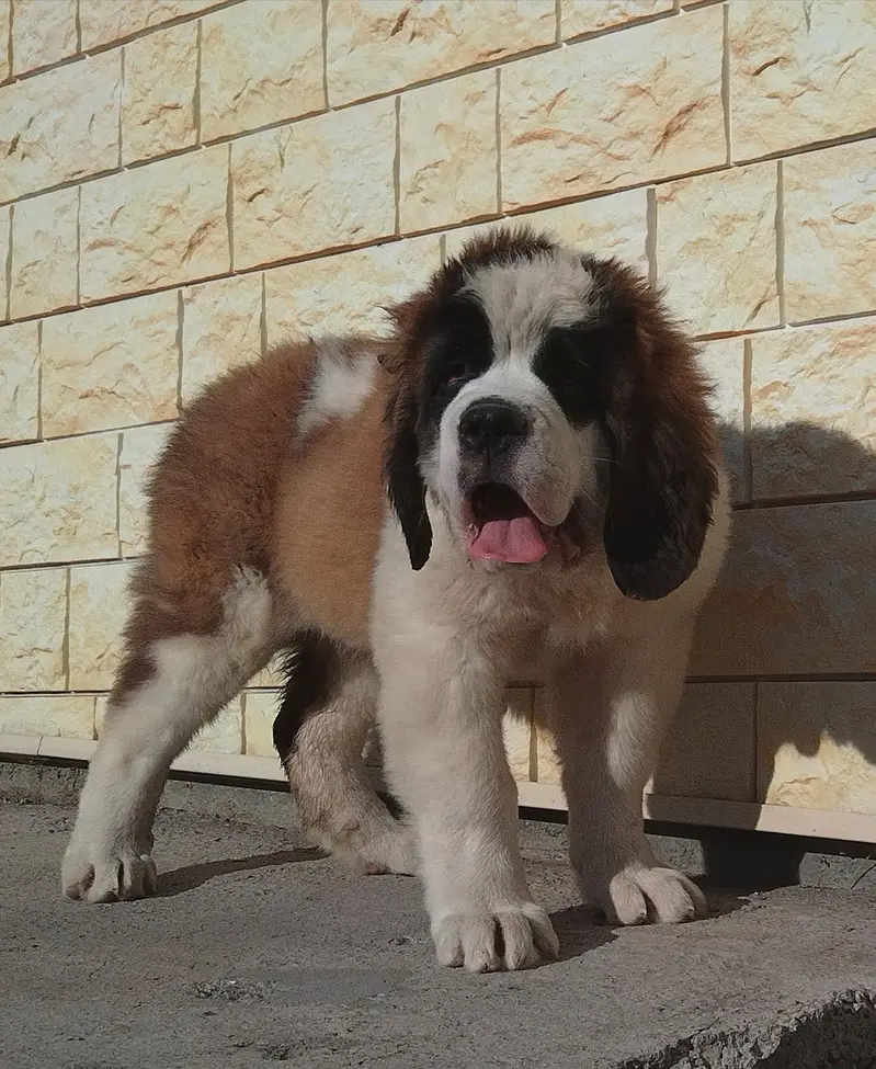 SAINT BERNARD PUPPIES — photo 11