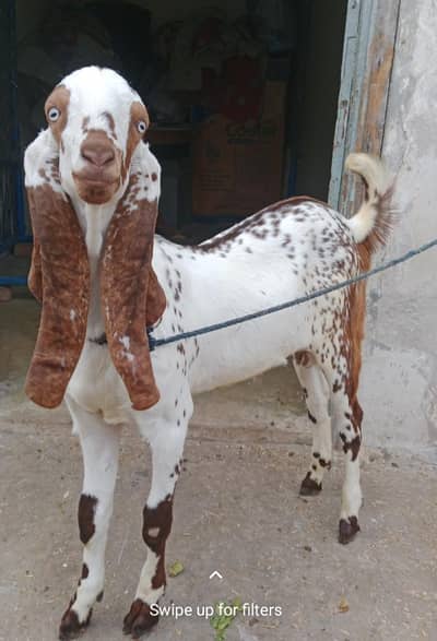 2 dant bakra desi
