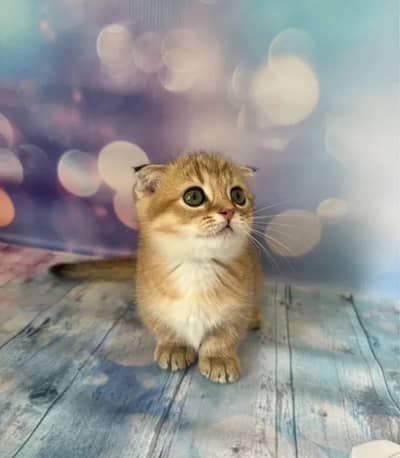 MUNCHKIN KITTENS AVAILABLE
