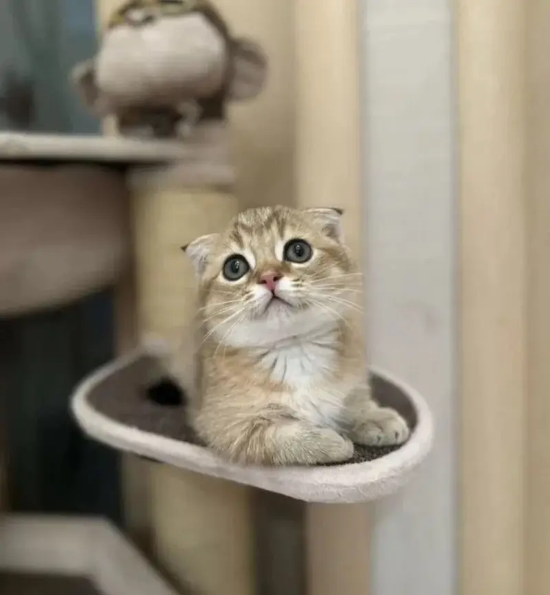 MUNCHKIN KITTENS AVAILABLE — photo 2