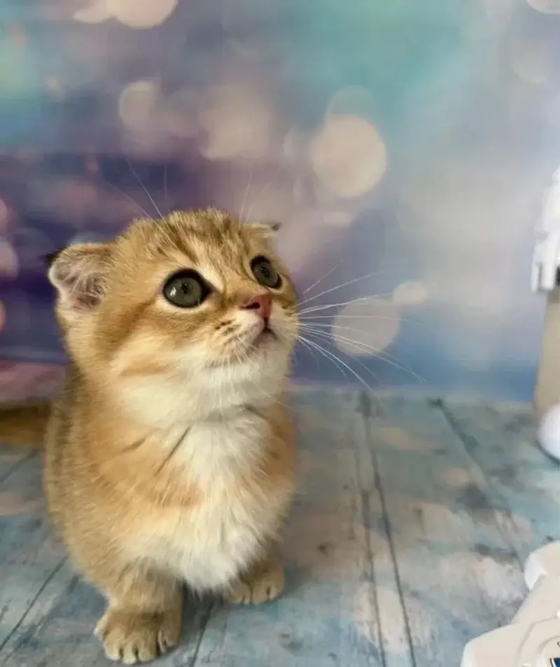MUNCHKIN KITTENS AVAILABLE — photo 3