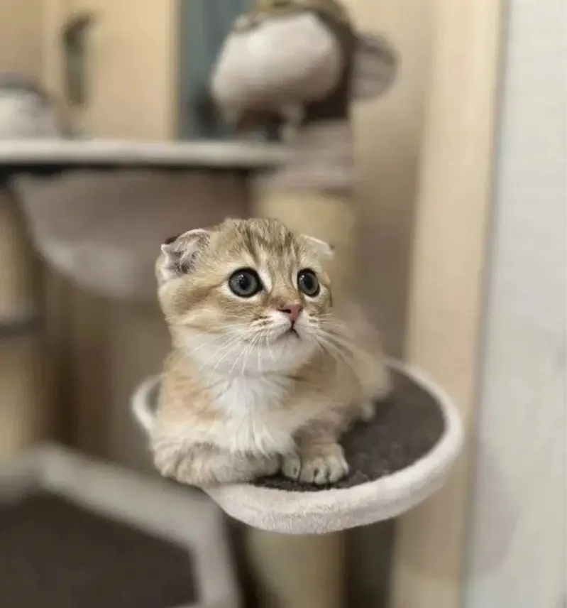 MUNCHKIN KITTENS AVAILABLE — photo 4