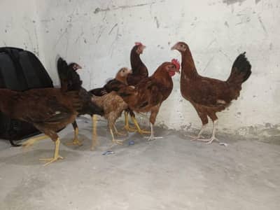 اعلیٰ نسل کی 4 دیسی مرغیاں اور 2 دیسی مرغے برائے فروخت