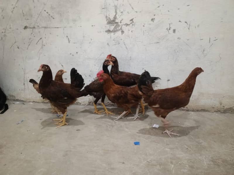 اعلیٰ نسل کی 4 دیسی مرغیاں اور 2 دیسی مرغے برائے فروخت 1