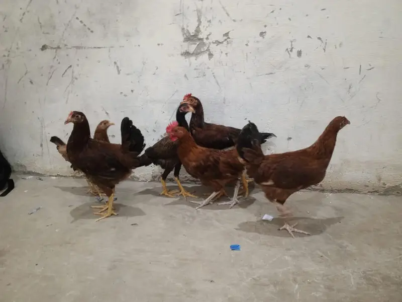 اعلیٰ نسل کی 4 دیسی مرغیاں اور 2 دیسی مرغے برائے فروخت — photo 2