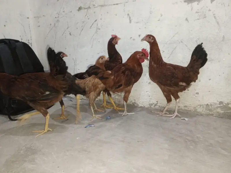 اعلیٰ نسل کی 4 دیسی مرغیاں اور 2 دیسی مرغے برائے فروخت — photo 3