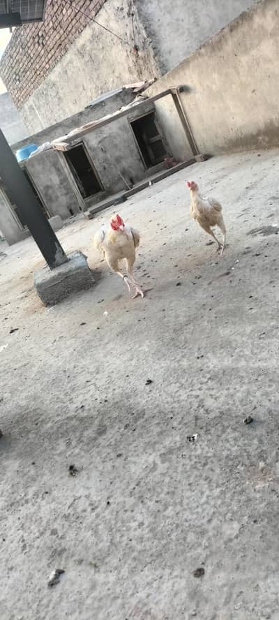 heera aseel for sale