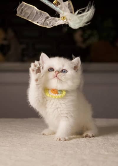British shorthair/Scottish Fold