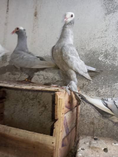 fancy  Pigeons | Grey Mukhi | King Pigeon | 0323 | 4367769