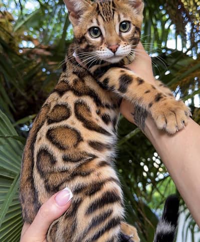 Bengal kittens