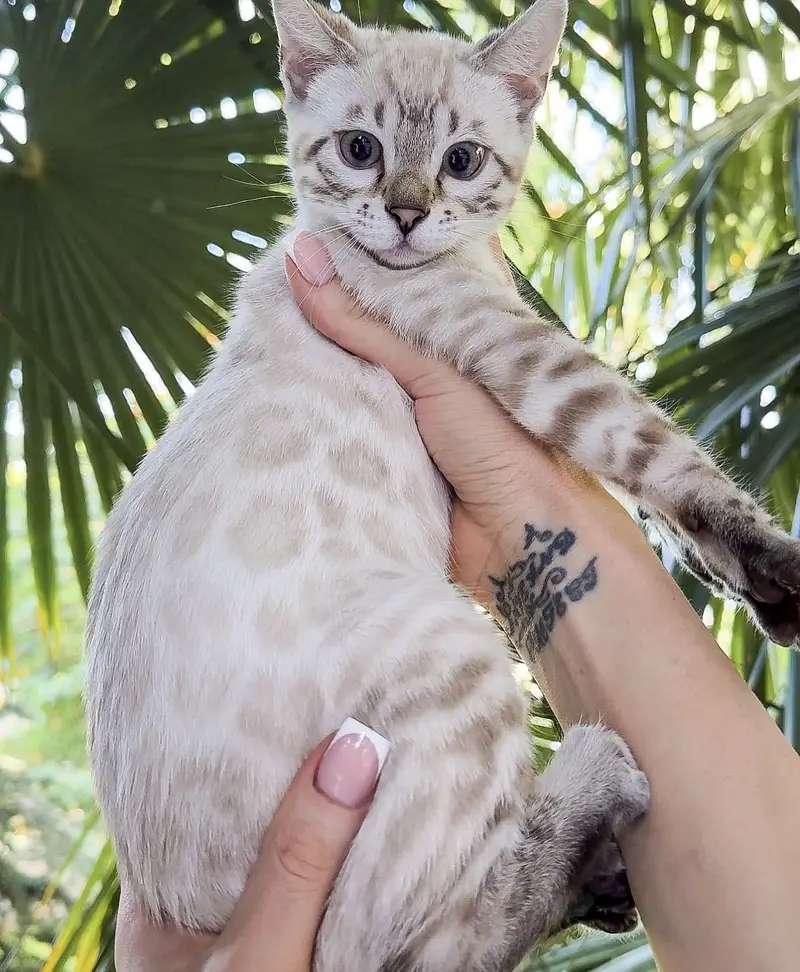 Bengal kittens — photo 2