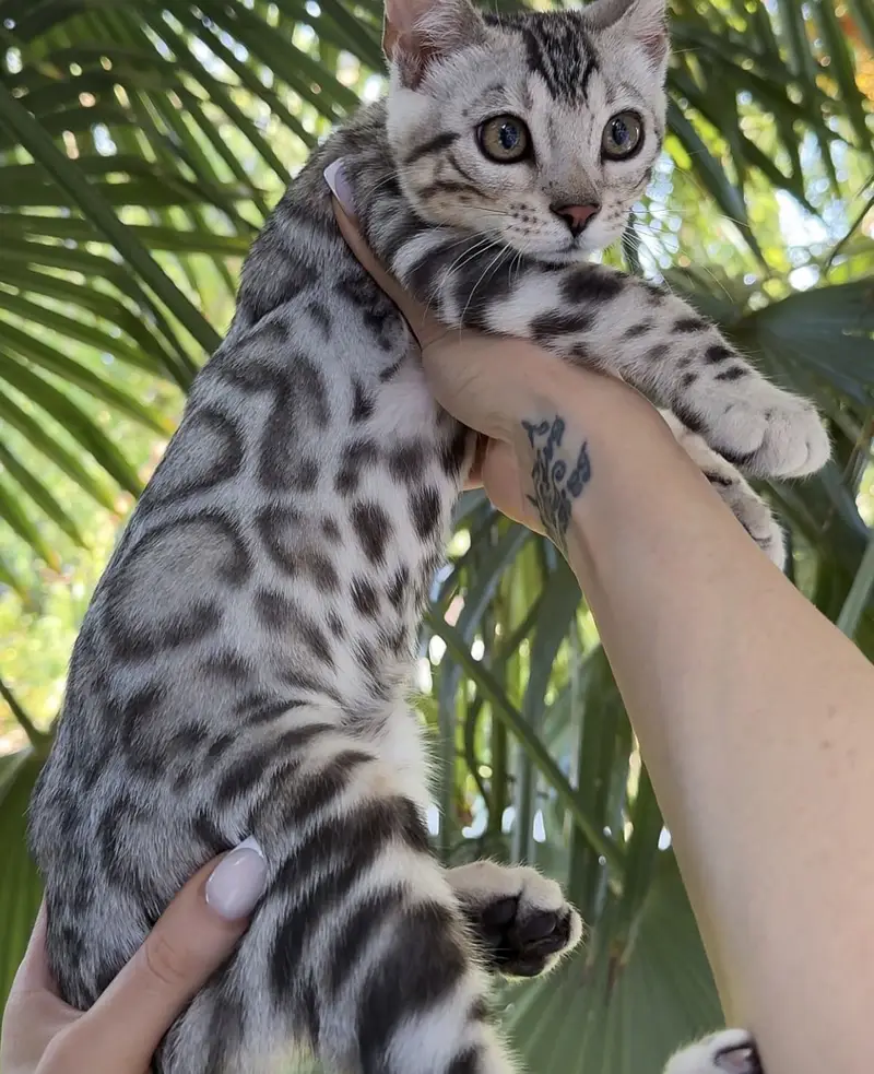 Bengal kittens — photo 3