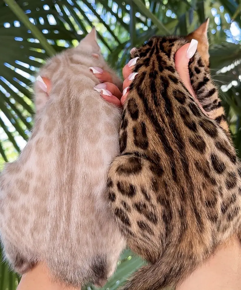 Bengal kittens — photo 4