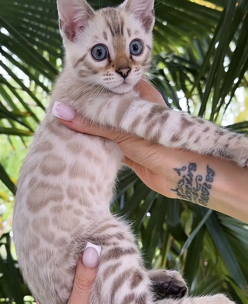Bengal kittens — photo 5