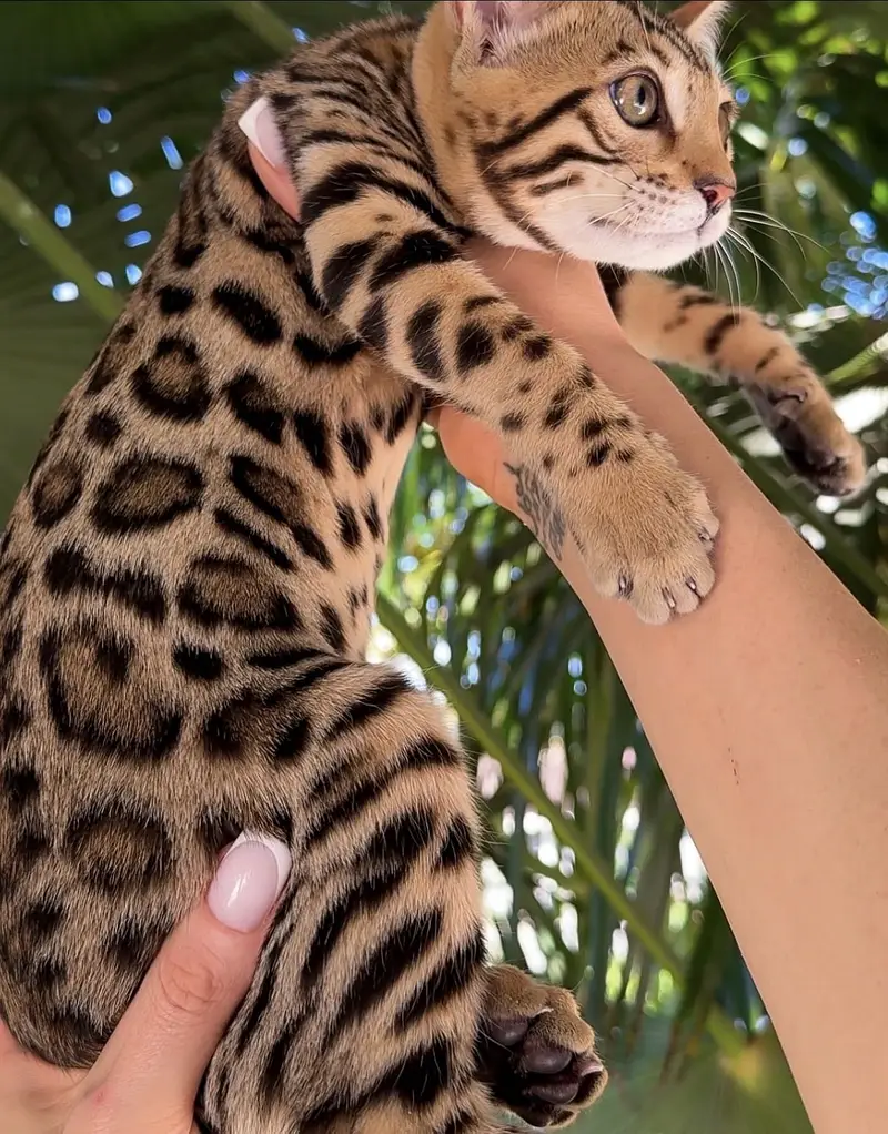 Bengal kittens — photo 6
