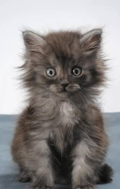 kitten for sell Siamese Breed