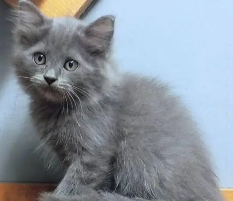 kitten for sell Siamese Breed — photo 2