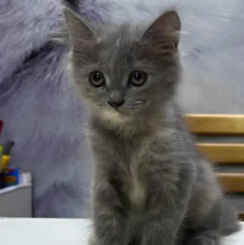 kitten for sell Siamese Breed — photo 3
