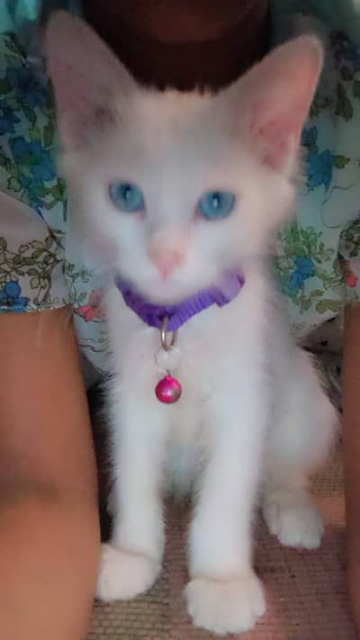 Cute and Sweet CAT