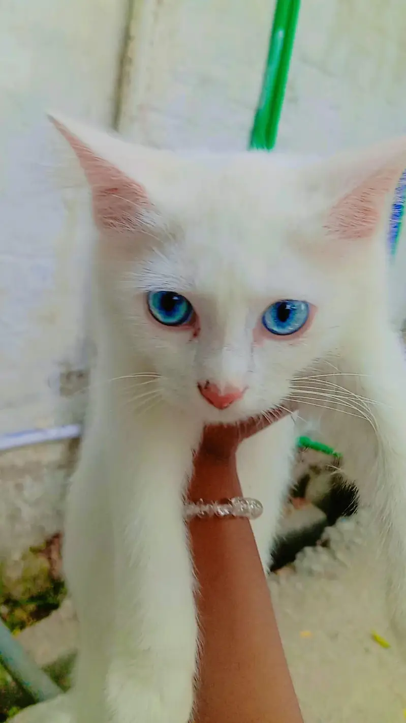 Cute and Sweet CAT — photo 3
