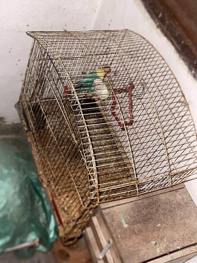 lovebird leader pair