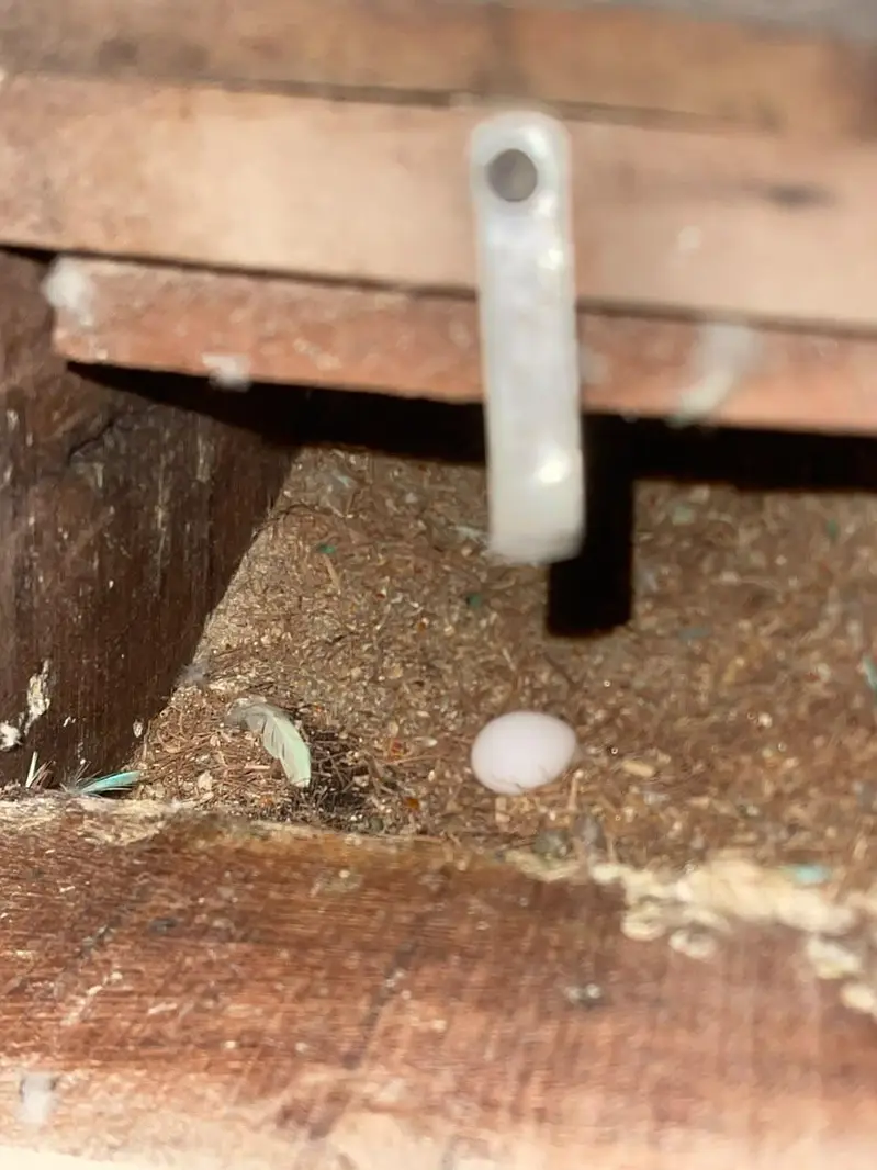 lovebird leader pair — photo 2