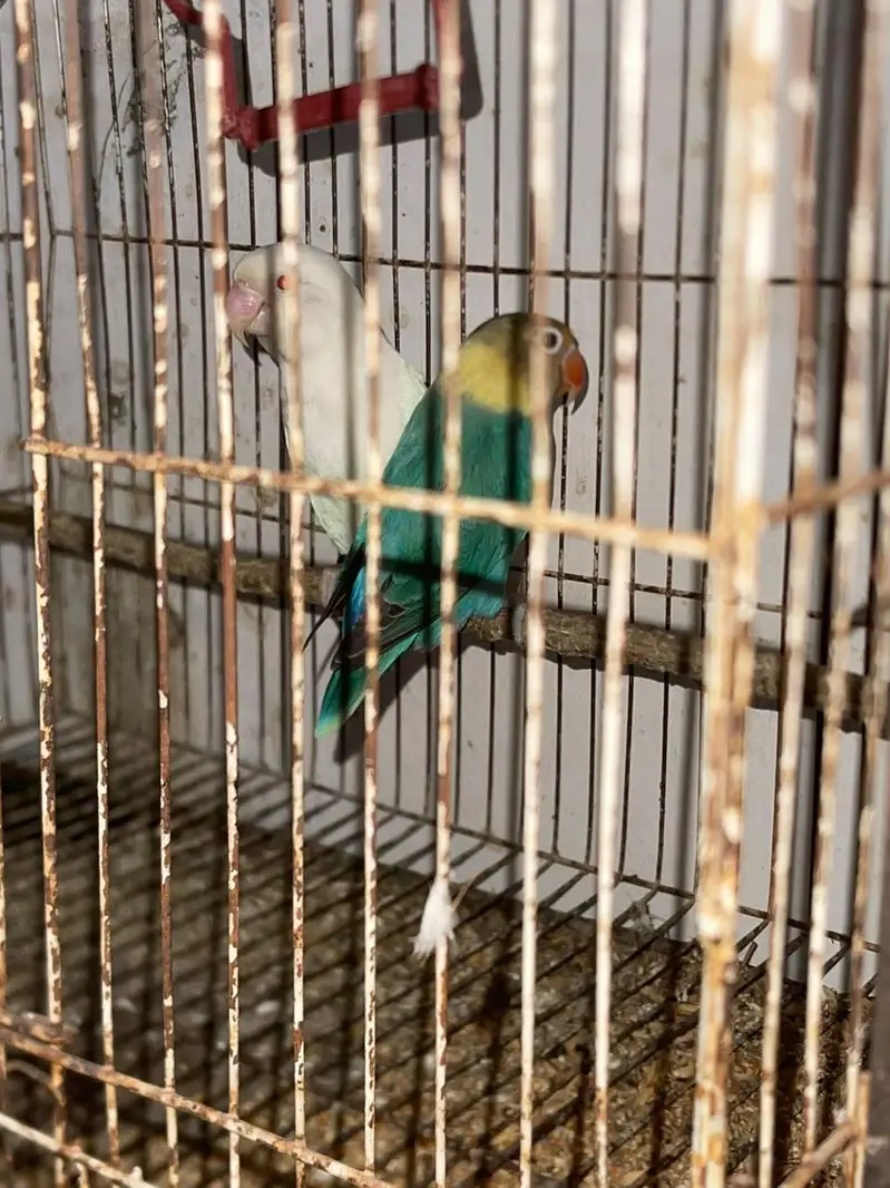 lovebird leader pair — photo 3