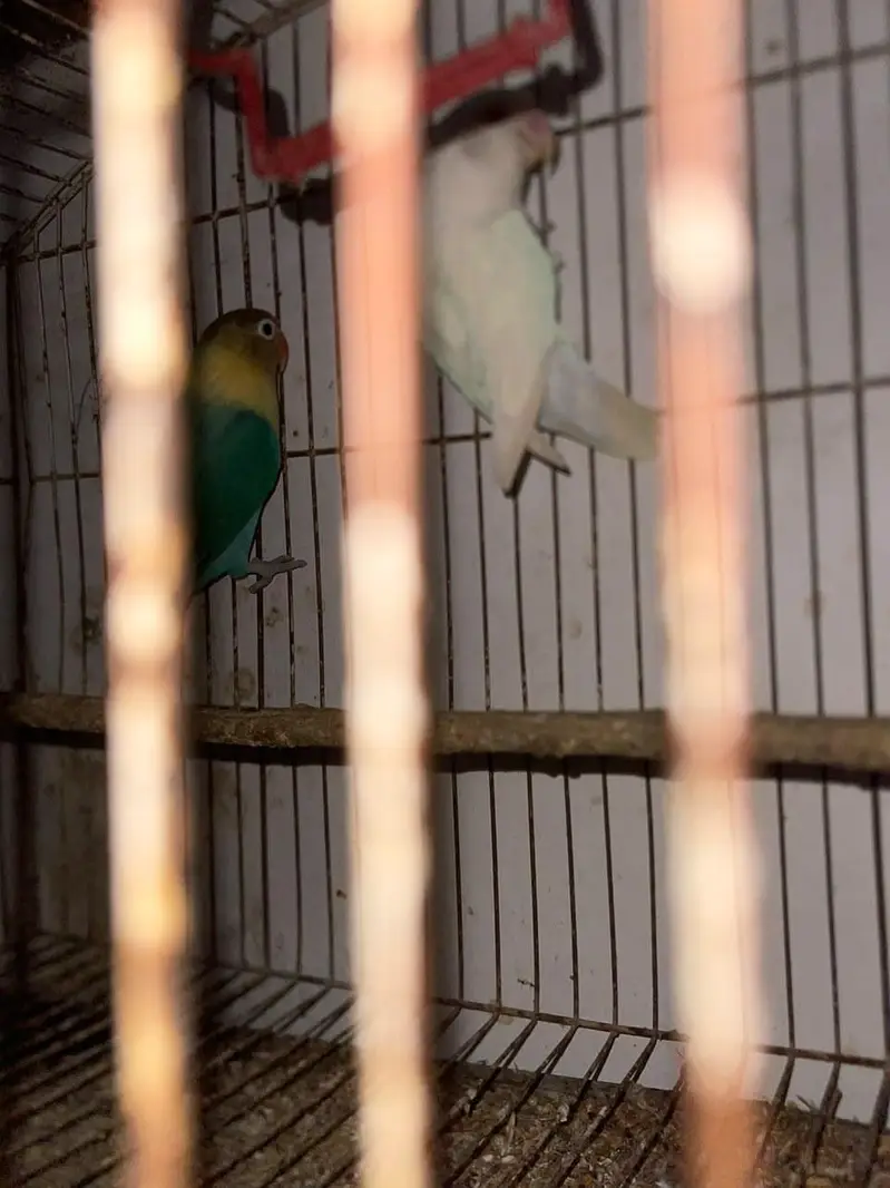 lovebird leader pair — photo 4