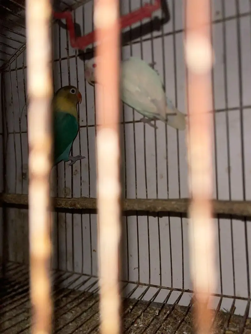 lovebird leader pair — photo 5