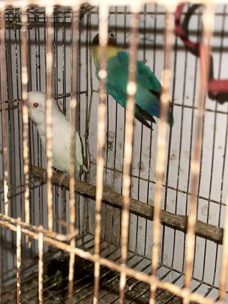 lovebird leader pair — photo 6