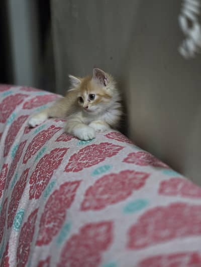 Free Persian Cat