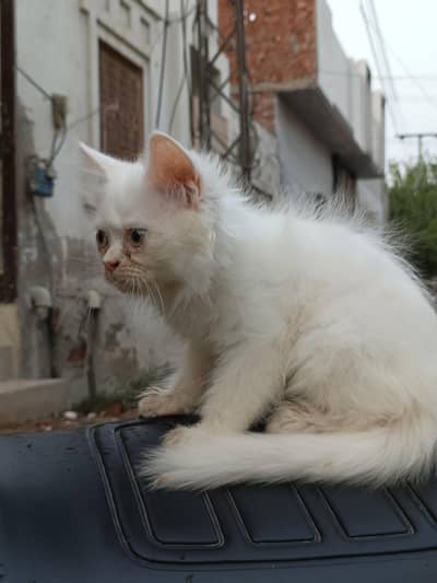 white cat baby