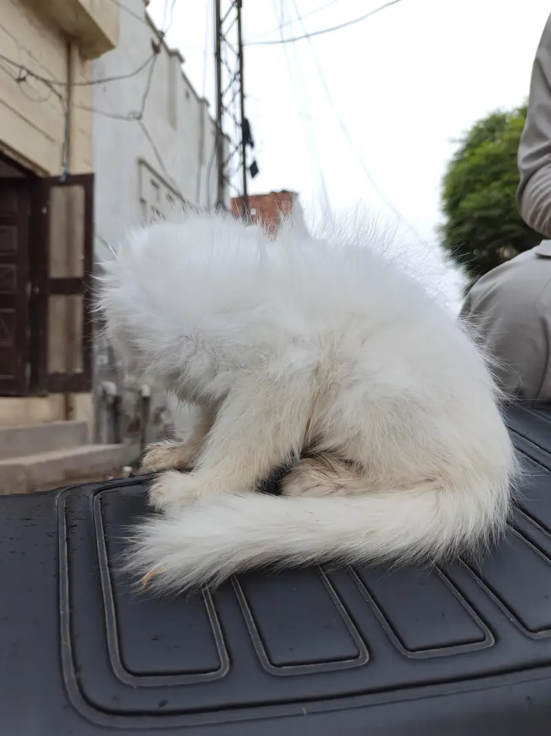 white cat baby persion — photo 2