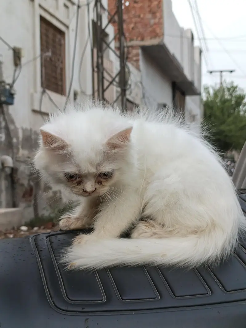 white cat baby persion — photo 3
